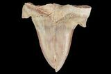 Pathological (Split Blade) Otodus Shark Tooth - Morocco #103605-1